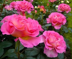 Роза Парадиз постоянного цветения