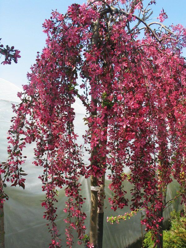 Яблуне дерево Роялті червонолисте (Н-160-170 СМ), Крупномір