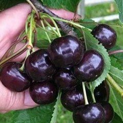 Вишня Шоколадница подвой Колт, ОКС