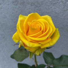 Штамбовая роза Пенни Лейн