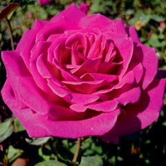 Штамбовая роза Малиновый пурпур