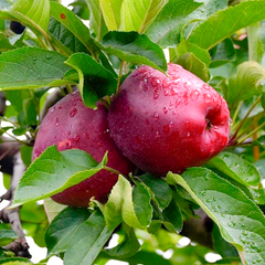 Яблучний дерево червоний чиф, 2 года