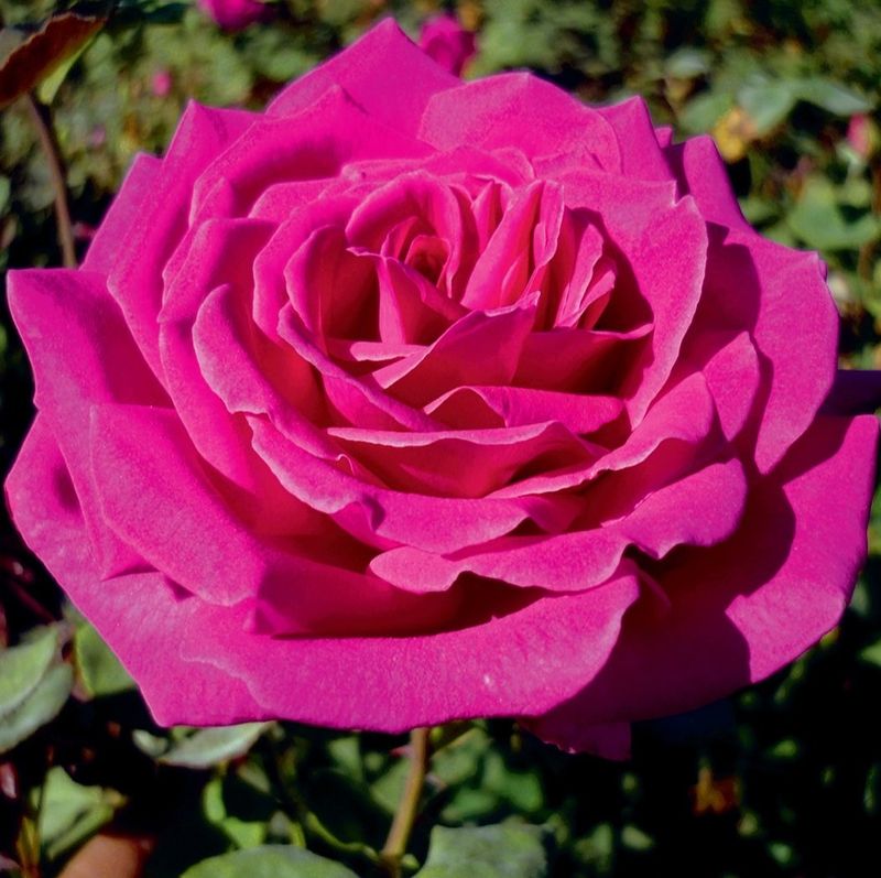 Штамбовая роза Малиновый пурпур