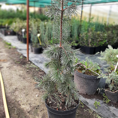 Сосна пендула Велл (Pinus pendula Well), 220 см