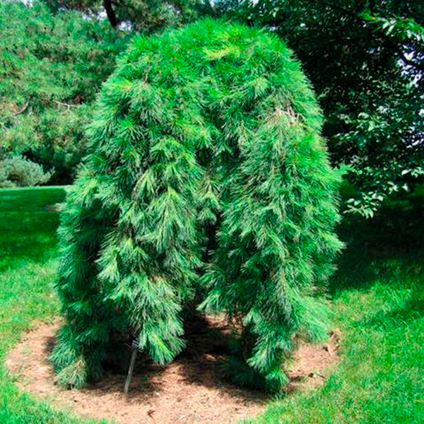 Сосна пендула Велл (Pinus pendula Well), 220 см