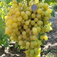 Виноград  Соломия, ОКС