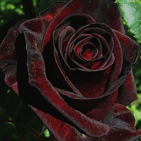 Троянда Чорна королева , ВКС