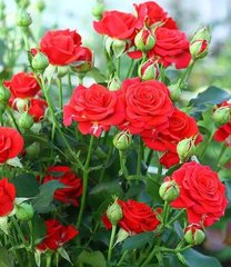Роза Красная Капелька, 1 шт