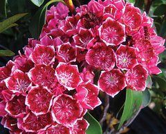 Кальмия Latifolia, ЗКС - 3 Л