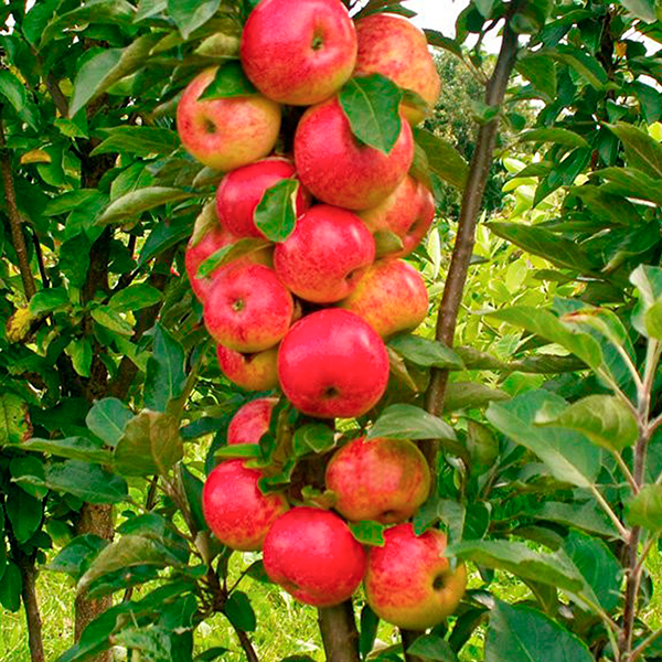 Яблуня колоновидна Арбат, 3 года