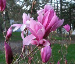 Магнолия Рики, ЗКС - 3 л