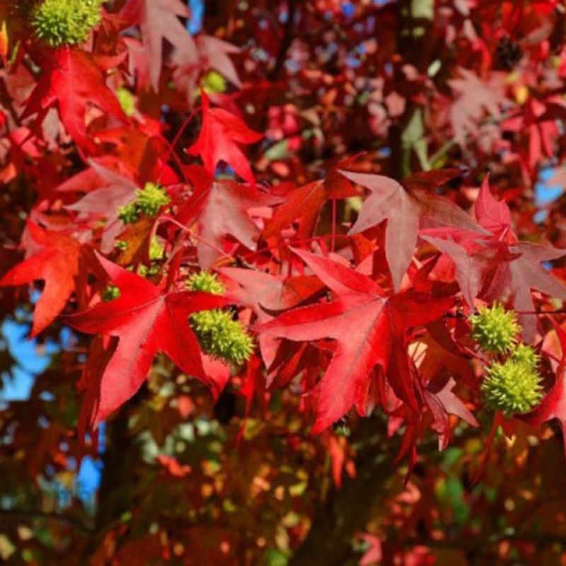 Ликвидамбр смолоносный 4 года 150/170см, ком 25 л