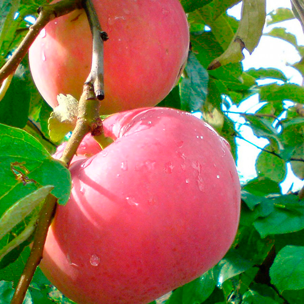 Яблучне дерево Ерлі Женева, 2 года