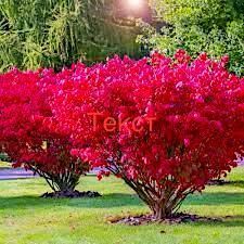 Бересклет крылатый Компактус 4 ГОДА, С5