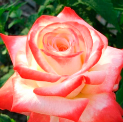 Троянда Імператриця Фарах
