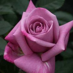 Троянда Блю Парфюм, горщік 4 л
