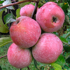 Яблучне дерево - Тоширо