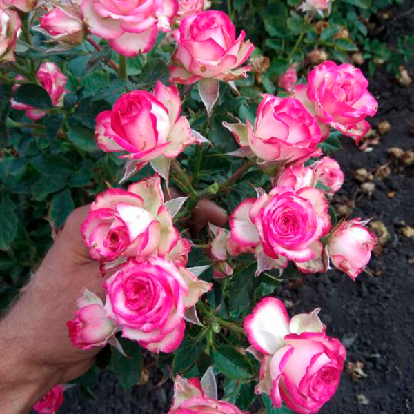 Троянда Джаміля