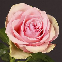 Троянда Бель роуз, ОКС