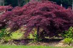 КЛЕН ПАЛЬМОЛИСТЫЙ 'ДИССЕКТУМ ГАРНЕТ' /acer palmatum dissectum garnet, ЗКС 10Л