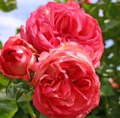 Роза плетіння Антіка
