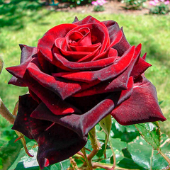 Троянда Блек Меджик 19, ЗКС - 3 л