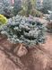 Ялин колюча Глаука Глобоза / Picea pungens Glauca Globosa штамб, Крупномір / ком 40