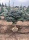 Ялин колюча Глаука Глобоза / Picea pungens Glauca Globosa штамб, Крупномір / ком 40