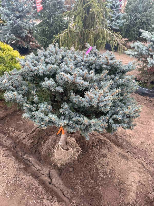 Ялин колюча Глаука Глобоза / Picea pungens Glauca Globosa штамб, Крупномір / ком 40