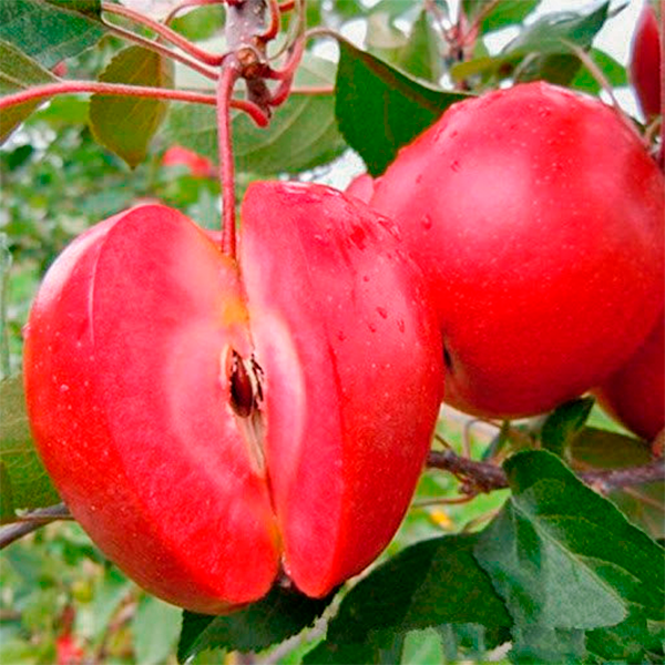 Яблуня красномьяса Єра