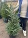 Ялиця корейська Сільберлок (h = 120 см)/Abies koreana Silberlocke, С30