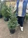 Ялиця корейська Сільберлок (h = 120 см)/Abies koreana Silberlocke, С30