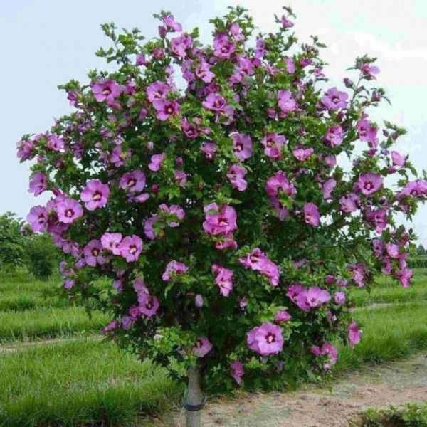 Гібіскус деревоподібний бузково-вишневий Марсель сформований на штамбі