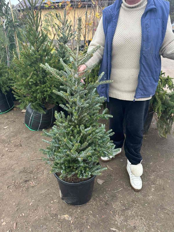 Ялиця корейська Сільберлок (h = 120 см)/Abies koreana Silberlocke, С30