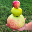 Самые крупные яблоки