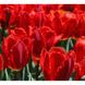 Набір тюльпанів № 5 (Голден парад , Тріумф РЕД ,Крістал Бьюті)