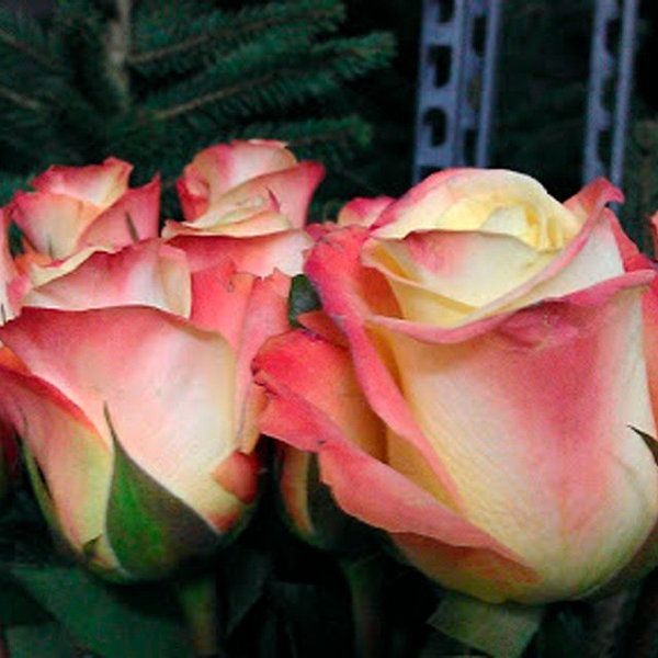 Роза Флоріда 54