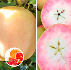 Яблоня красномясая Пинк Перл со вкусом малины и грейфрукта
