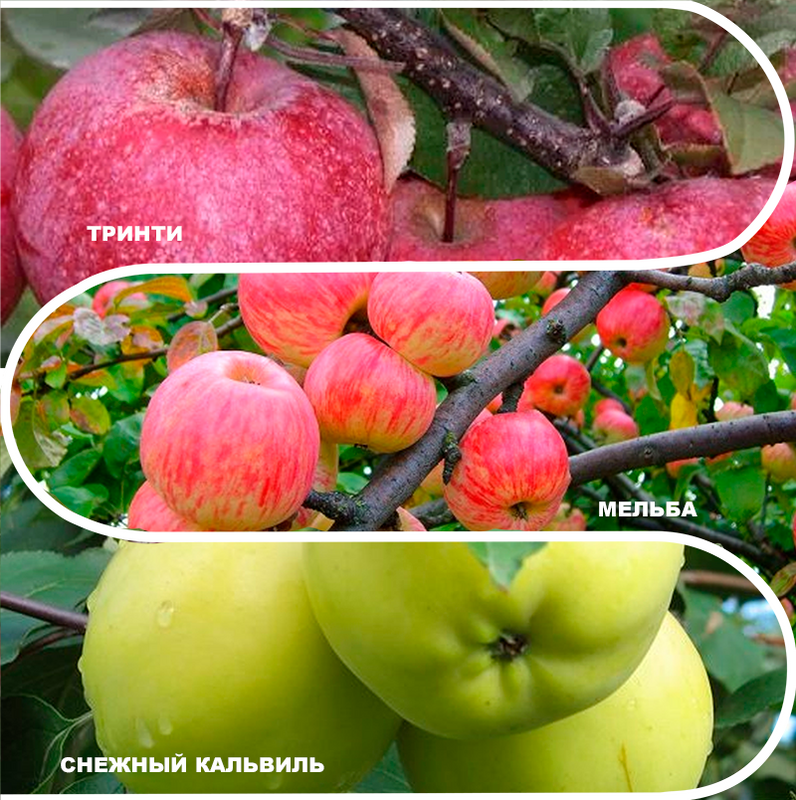 Tree Garden Apple Treinity - Melba - Snow Calville