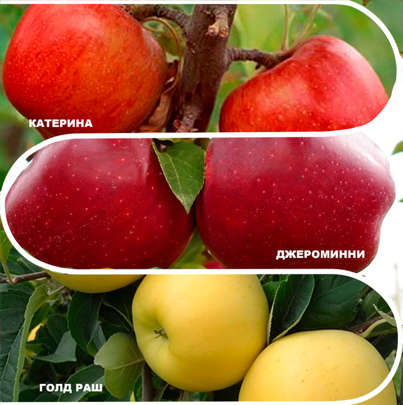 Дерево саду Яблука Катерина - Єроміні - Золота поспіх