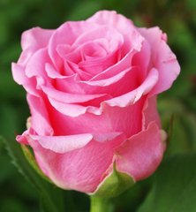 Троянда Балет