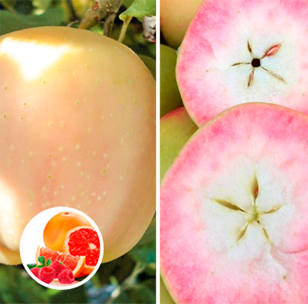Яблоня красномясая Пинк Перл со вкусом малины и грейфрукта, 3 года