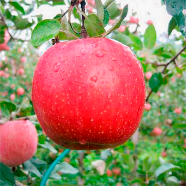 Яблуко Фуджі Кіку, 2 года