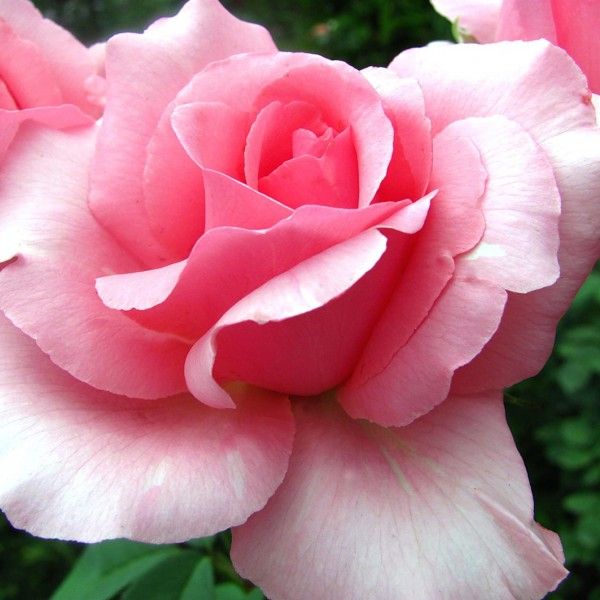 Троянда  Жардін де Віландрі , зкс С5