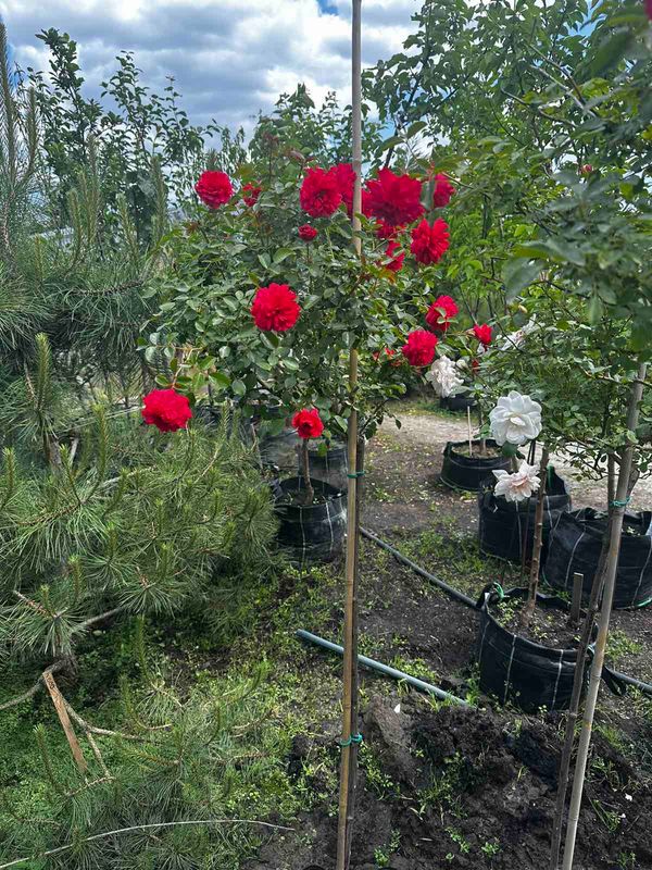 Троянда на штамбі (на вибір червона чи персикова )