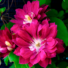 Клематис РЕД СТАР (Clematis Red Star)