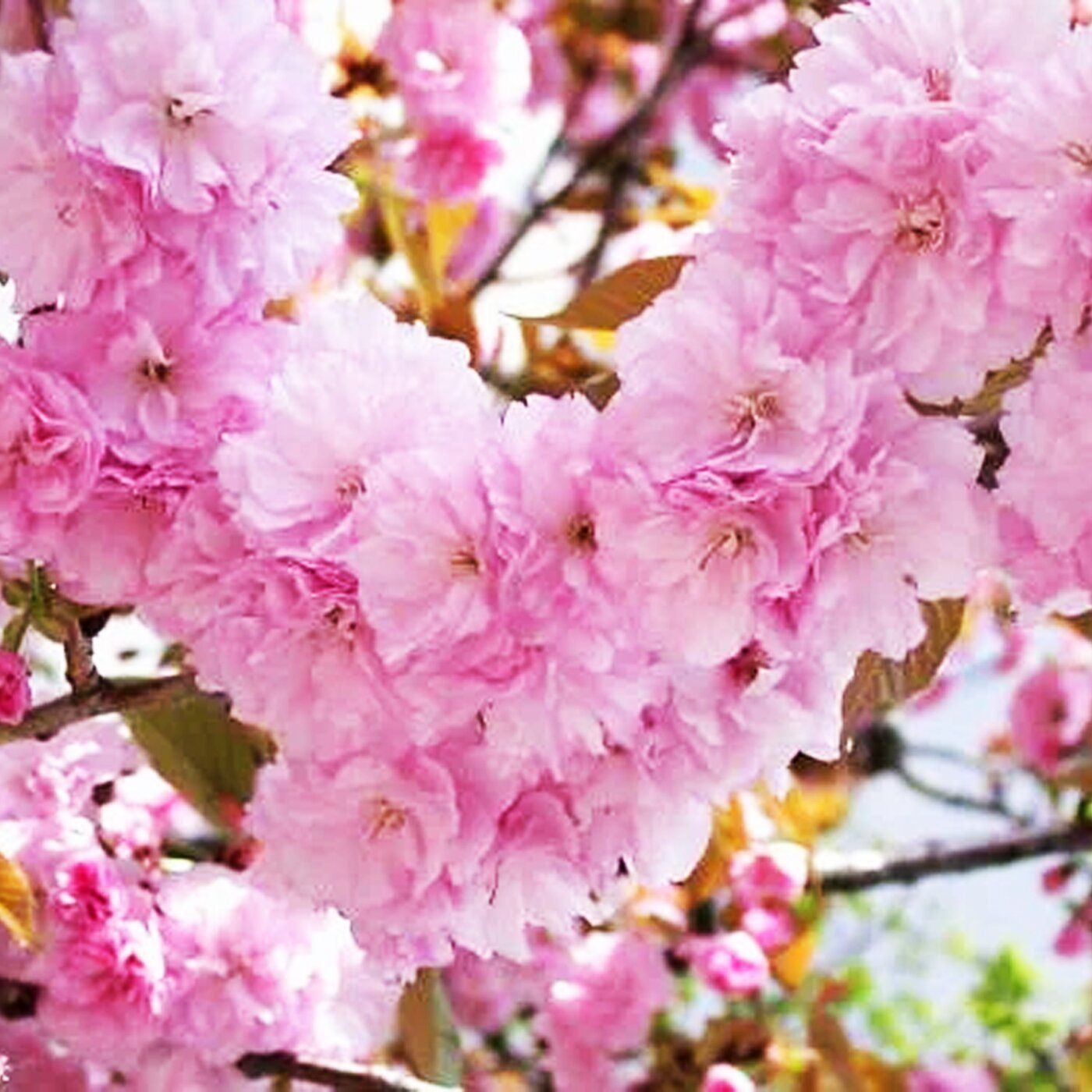 Cherry blossom купить. Сакура Канзан. Сакуры сорта Канзан. Вишня мелкопильчатая Сакура. Сакура (вишня декоративная) Ошидори.