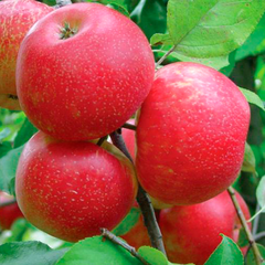 Яблуня Хані Крісп вага плоду 300 г, 2 года