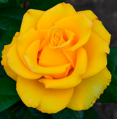 Роза Керио цветок держит 21 день ЗКС 5 литров