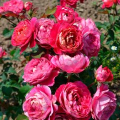 Троянда Сантенер де Лей ле Роз, С5